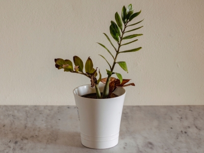 plants 